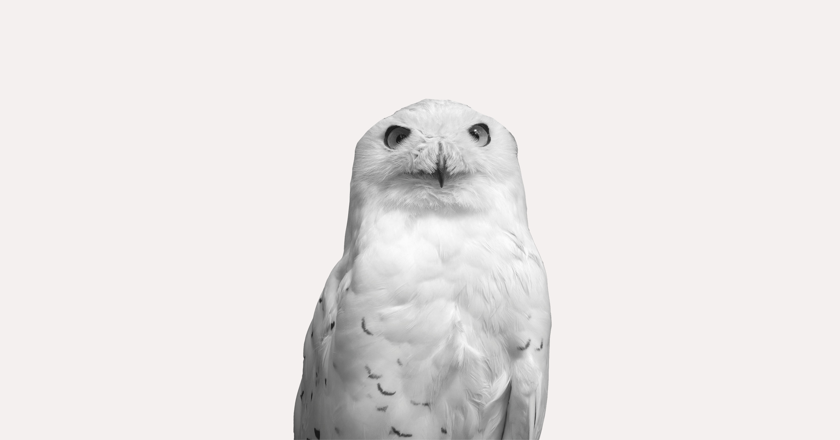 Eule