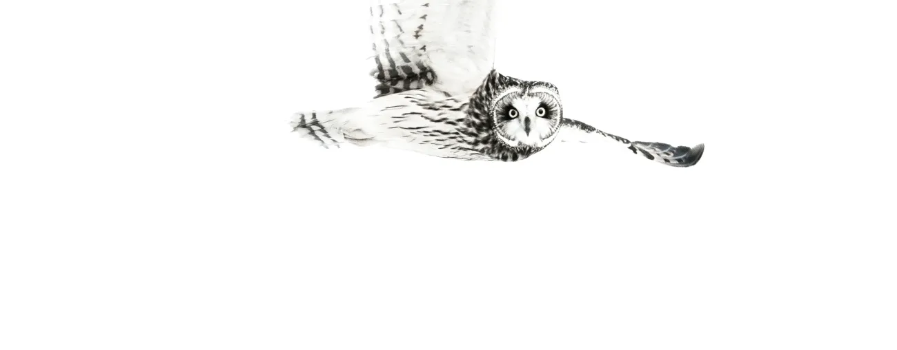 flying owl
