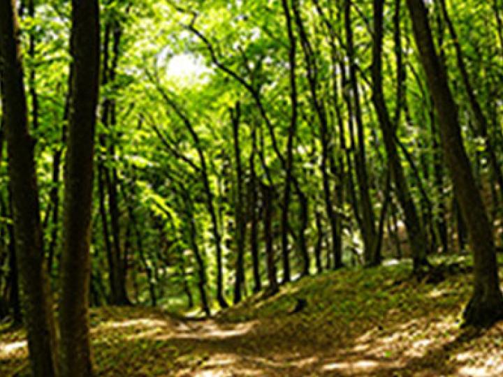 Wald
